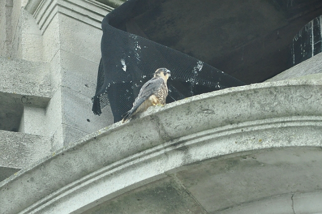 15 06 13_3745_edited-1.jpg - PEREGRINE CHICK - LANSDOWNE TOWER, BOURNEMOUTH - 15.6.13